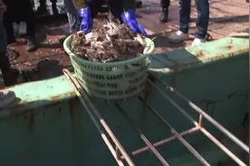 抱卵梭子蟹及幼蟹不能吃了