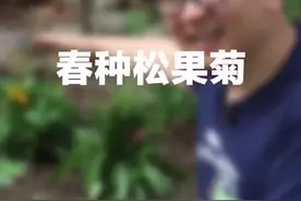我在月季下面种一排松果菊，长得很高的那种#好物推荐视频封面