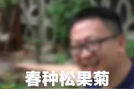 我在月季下面种一排松果菊，长得很高的那种#好物推荐视频封面