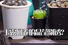 玉露养好的最关键几个小方法，赶紧去试试吧，这回别偷懒，可以天天喷水了#多肉 #玉露