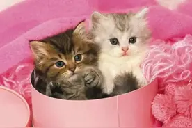 母猫会喂别人的小猫吗?图片
