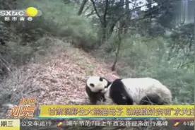 甘肃一自然保护区现野生大熊猫母子，熊猫宝宝花式卖萌存在感十足视频封面