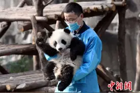 大熊猫“奇一”抱大腿成网红 萌翻全球熊猫粉丝图片