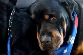 超有灵性的的罗威纳犬 得知同伴死去后伤心死了！视频封面