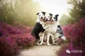 汪星人唯美梦幻艺术照图片