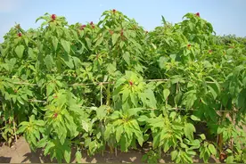 12316专家梁琦：西部种植籽粒苋 粮饲菜兼用促增收图片