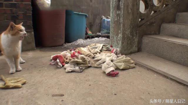 爱心铲屎每天坚持给流浪猫喂食,没想到猫咪竟叼回特殊礼物来报恩