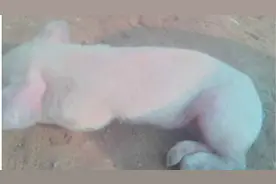 猪突然发高烧，退烧针别瞎打，这里头有门道！视频封面