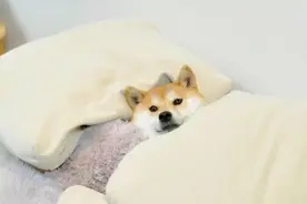 狗是如何分辨双胞胎主人的