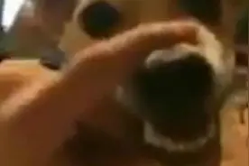 女主人轻抚狗头，却被狗狗低吼威胁，我已被这魔性的声音洗脑视频封面