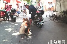 遛狗不牵绳子不清理排泄物咬人事件 莫让养狗成“养患”图片