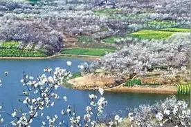 美呆了！陕西这个地方万亩樱花要开了，关键还是免费的！图片