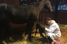 新疆古生态园诞生今年首匹汗血马 顺产仅用35分钟图片