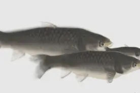 「收藏」初春，推荐几个奉贤免费钓鱼好去处~图片