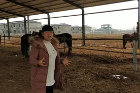 河南南阳：农村姑娘第一次在农村看有人大规模养马，真的能挣钱吗视频封面