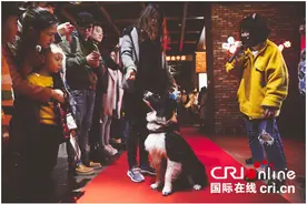 温暖正能量 西南首场带狗狗看电影活动成都举行图片