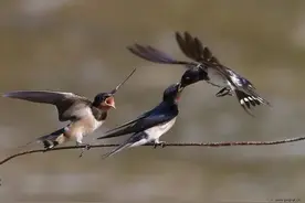 周安「汉水悠悠」燕子图片