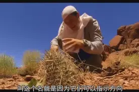 荒野求生：仙人掌竟可以当罗盘，贝爷靠它辨方向，太厉害了！