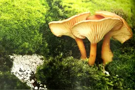 火山熔岩上的蘑菇图片