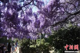 中国紫藤花盛放洛杉矶 百年节日引游人如织图片