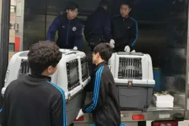 5只挪威巴布亚企鹅漂洋过海“落户”杭州图片