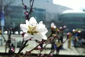 嘻游记｜小小蜜蜂蛰死牛，踏春赏花千万不要招蜂引蝶！图片