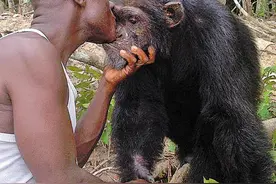 村民杰曼与被遗弃的实验室大猩猩图片