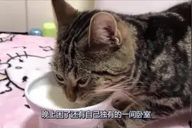 狸花猫每天都有一碗牛奶可以喝，营养补得比我都好，下辈子当只猫