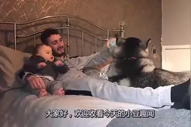 看狗狗很想吃，宝宝装作手滑掉落饼干，狗狗如愿以偿视频封面