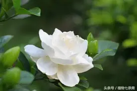 花友，水培栀子花，生根率高，操作又简单，再也不花钱买栀子花！图片