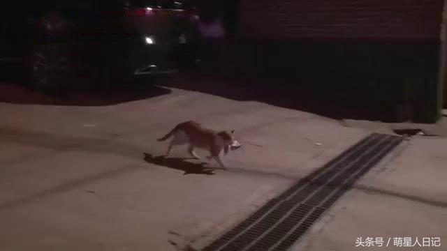 爱心铲屎每天坚持给流浪猫喂食,没想到猫咪竟叼回特殊礼物来报恩