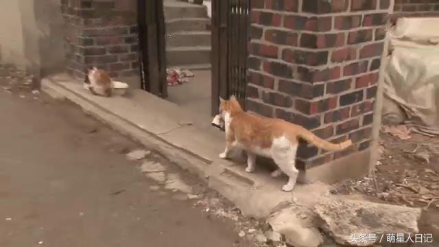 爱心铲屎每天坚持给流浪猫喂食,没想到猫咪竟叼回特殊礼物来报恩