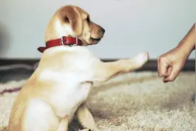 全国各地的“石头剪刀布”是怎么说的，没想到有这么多的叫法