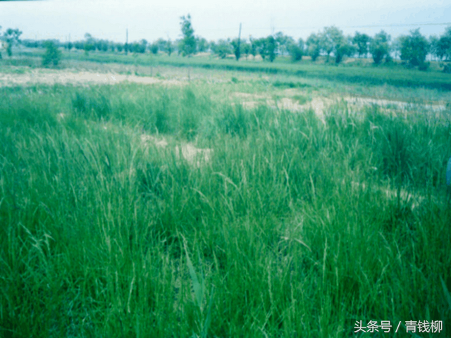 植物营养与施肥原则