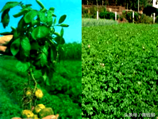 植物营养与施肥原则