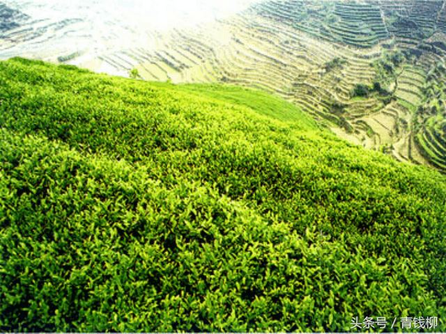 植物营养与施肥原则