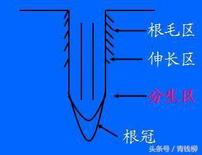 植物营养与施肥原则