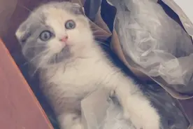 小猫咪钻进袋子里不肯出来，主人只好使出逗猫棒大法将其诱出视频封面