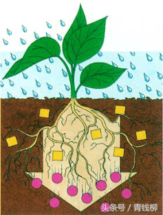 植物营养与施肥原则