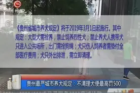 贵州最严城市养犬规定：不清理犬便最高罚500视频封面