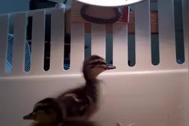 小鸭子一直在叫，到底发生了什么？