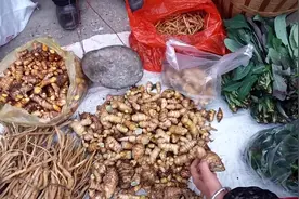 大妈在山上采到野“乌姜”，很苦但是一味良药