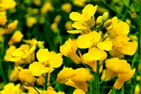 濮阳华龙区油菜花海，豫北最浪漫的地方视频封面