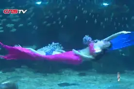 “美人鱼”外表光鲜亮丽 谁知她们心里苦视频封面