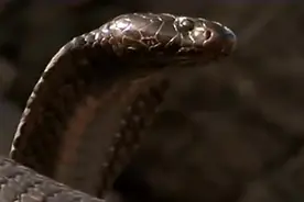 斑马蛇能将毒液喷到2.5米外，猎杀对手轻易而举，真厉害