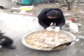 实拍救助站工作人员为流浪狗做饭，不是一般的多啊