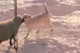 要打架的小羊和小狗，怎么反倒跳起恰恰舞了？跳的还不赖，太逗