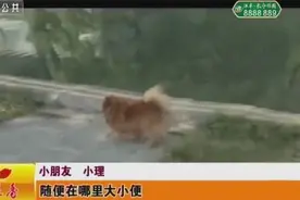 荆门：公园14只狗只有2个牵引绳 不文明养狗行为给市民生活添堵视频封面