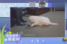 不想养狗了怎么办？别轻易丢弃，老司机支招处理方式