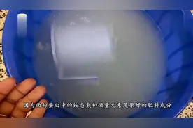 发霉生虫的面粉不要倒掉，它的这个用途，能帮你省下不少钱视频封面